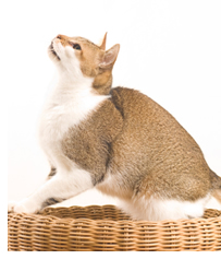 Cat jumping out of wooden basket